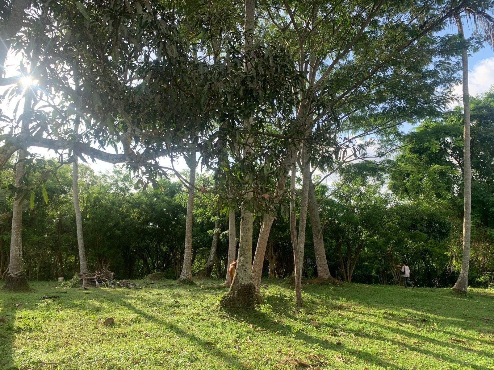 tanah boniann